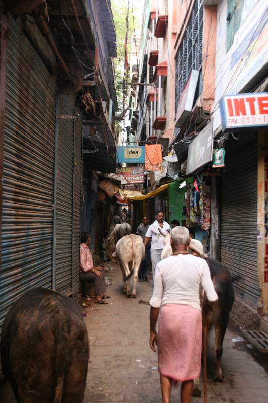 India & Nepal 2011 - 0818